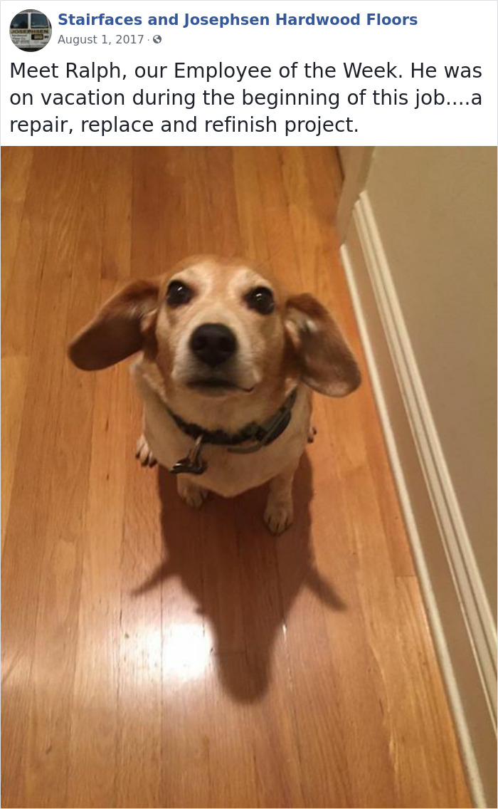 Dogs-Employees-Of-The-Week-Josephsen-Hardwood-Floor