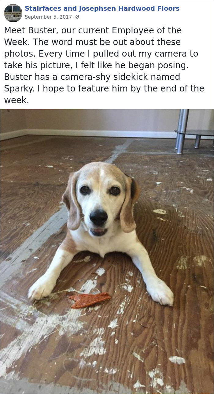Dogs-Employees-Of-The-Week-Josephsen-Hardwood-Floor