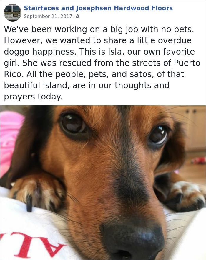 Dogs-Employees-Of-The-Week-Josephsen-Hardwood-Floor