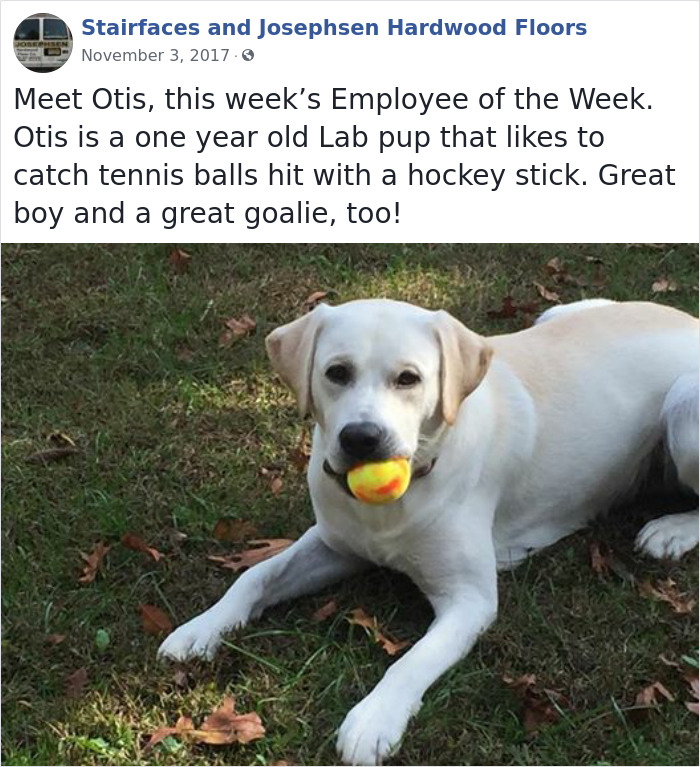 Dogs-Employees-Of-The-Week-Josephsen-Hardwood-Floor