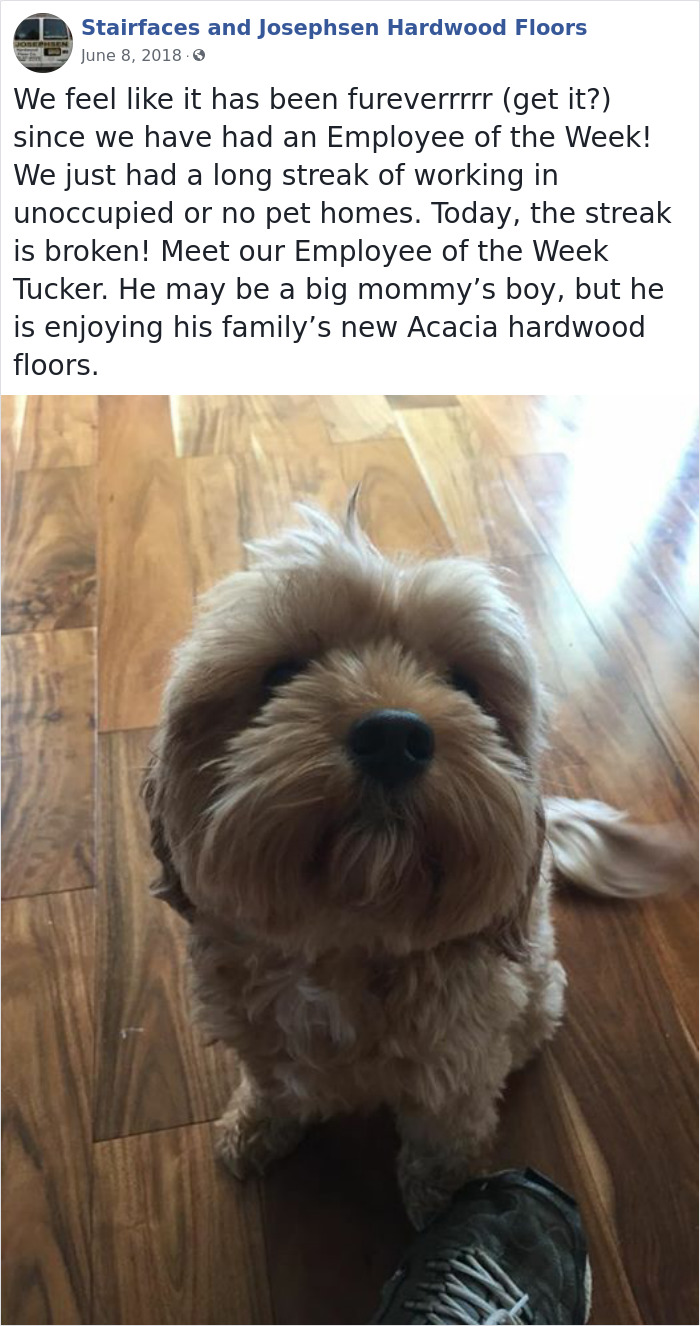 Dogs-Employees-Of-The-Week-Josephsen-Hardwood-Floor