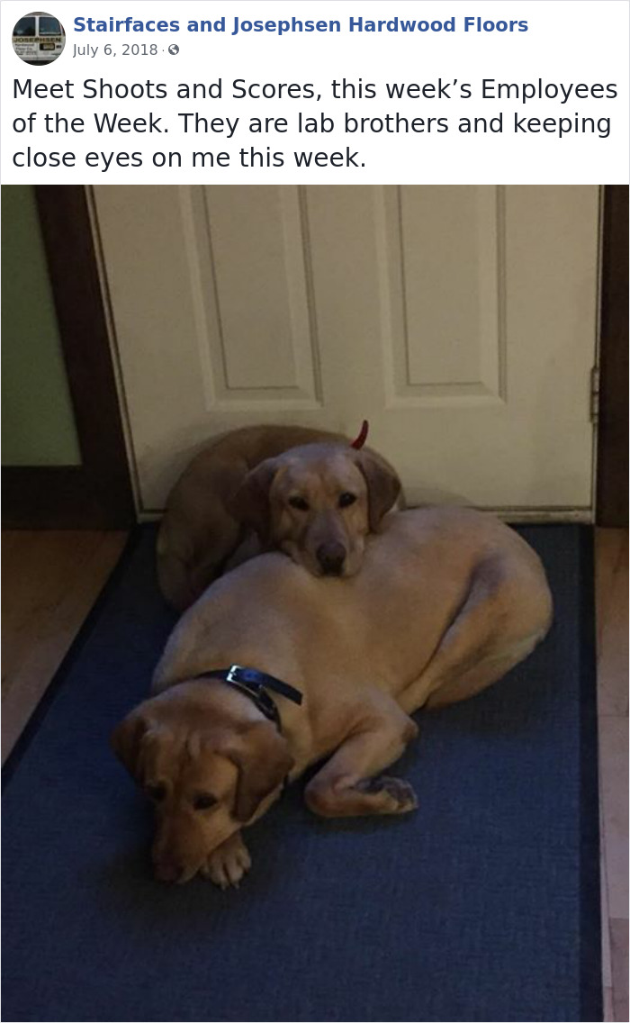 Dogs-Employees-Of-The-Week-Josephsen-Hardwood-Floor