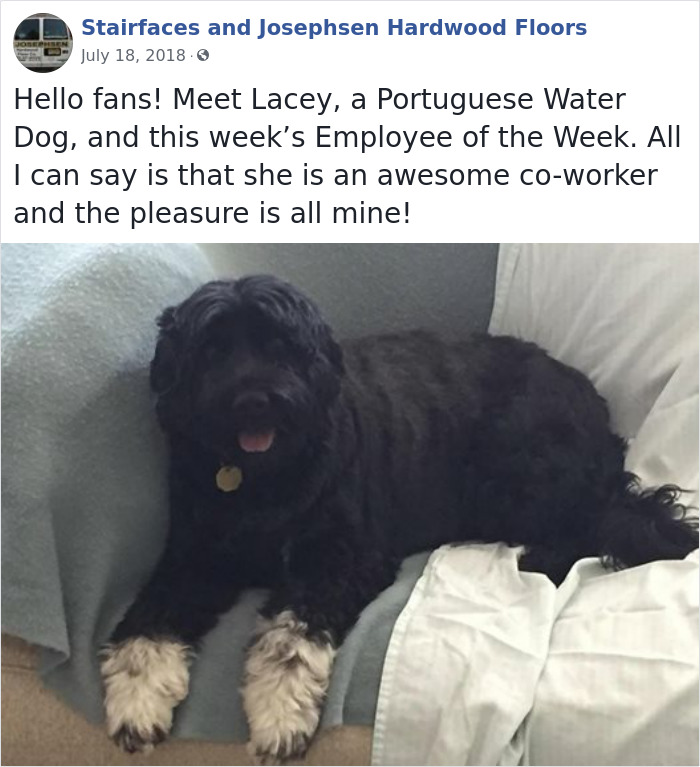 Dogs-Employees-Of-The-Week-Josephsen-Hardwood-Floor