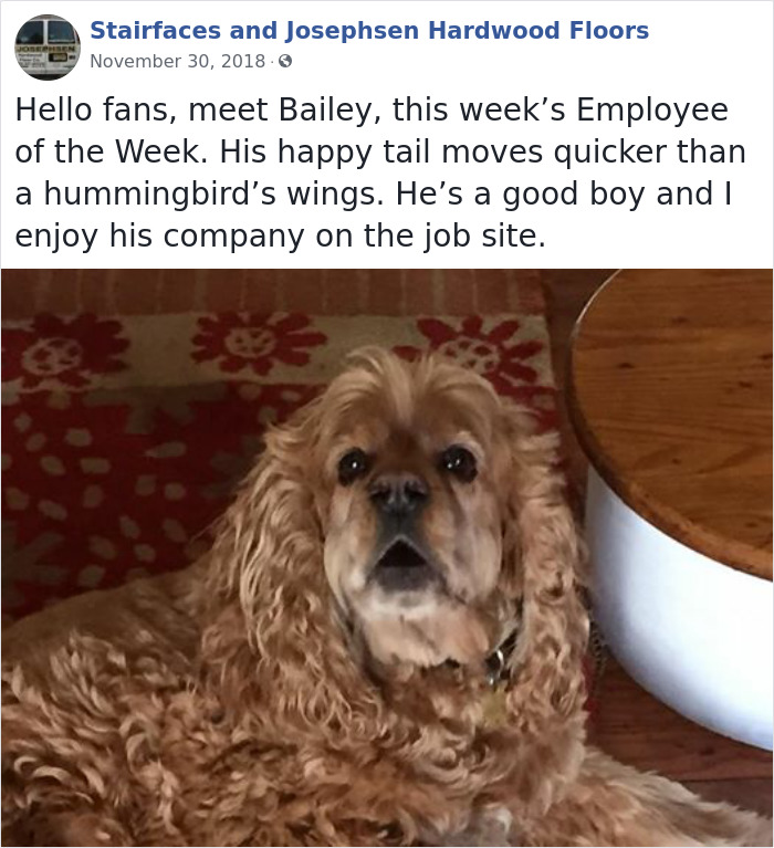 Dogs-Employees-Of-The-Week-Josephsen-Hardwood-Floor
