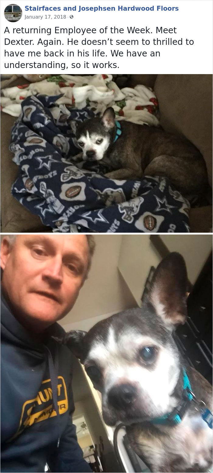 Dogs-Employees-Of-The-Week-Josephsen-Hardwood-Floor