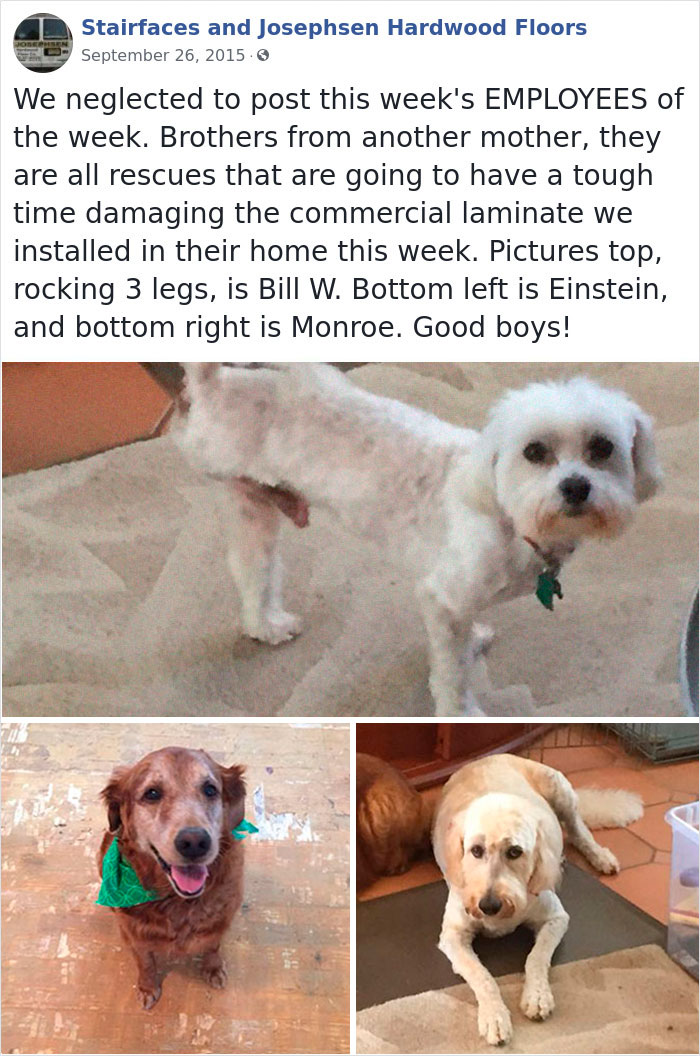 Dogs-Employees-Of-The-Week-Josephsen-Hardwood-Floor