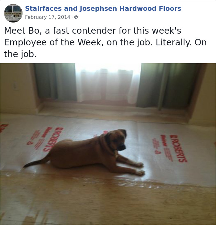 Dogs-Employees-Of-The-Week-Josephsen-Hardwood-Floor