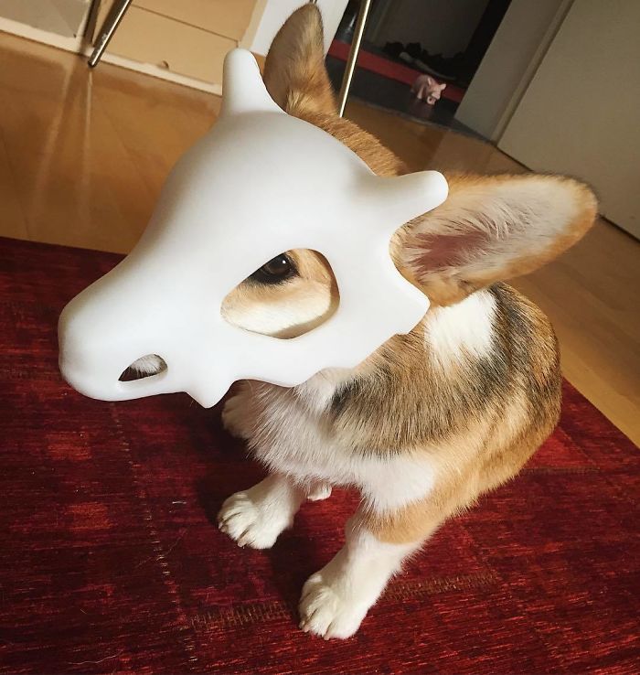 Cubone Corgi Cubone Corgi