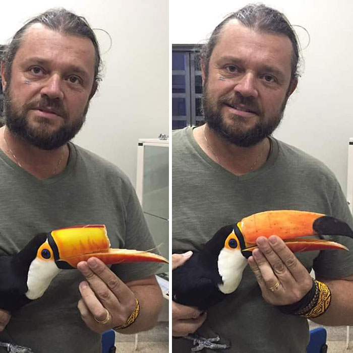 Toucan With A Reconstructed Beak Done Throughout 3D Printing Toucan With A Reconstructed Beak Done Throughout 3D Printing