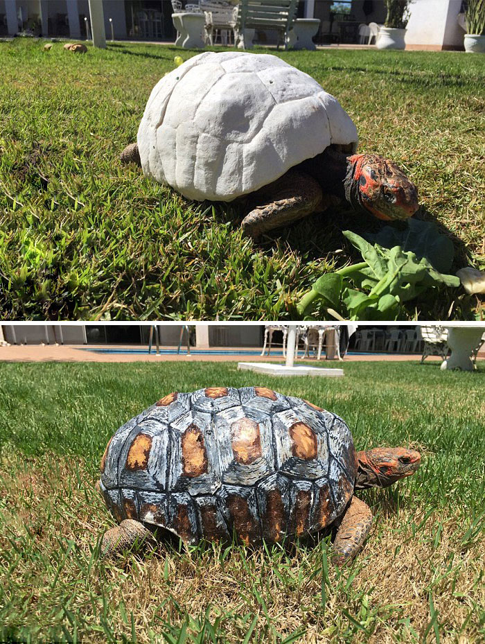 3D Printed Shell For An Injured Tortoise 3D Printed Shell For An Injured Tortoise