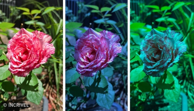 17 Truques para tirar fotos profissionais com o celular