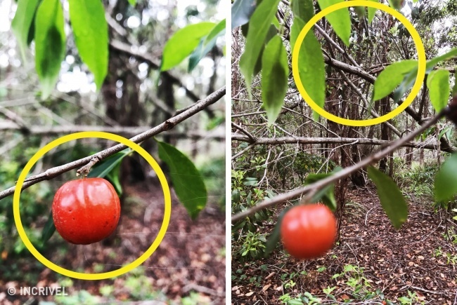 17 Truques para tirar fotos profissionais com o celular