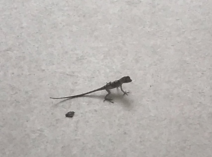 25 Pais tão divertidos que poderiam participar de séries de comédia