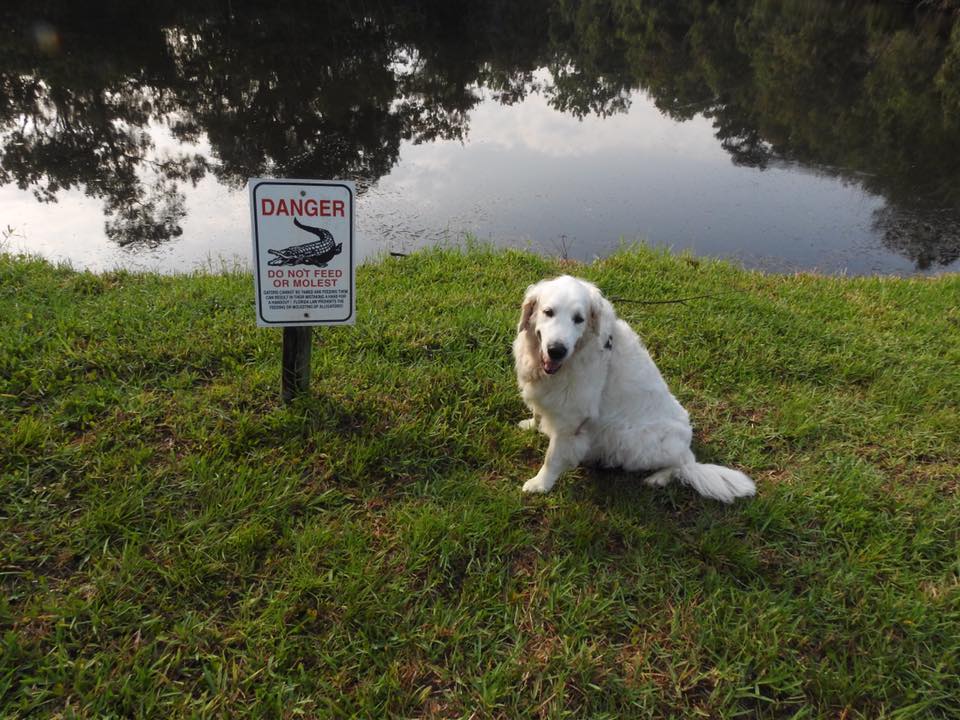 Image may contain: dog, tree, sky, outdoor and nature