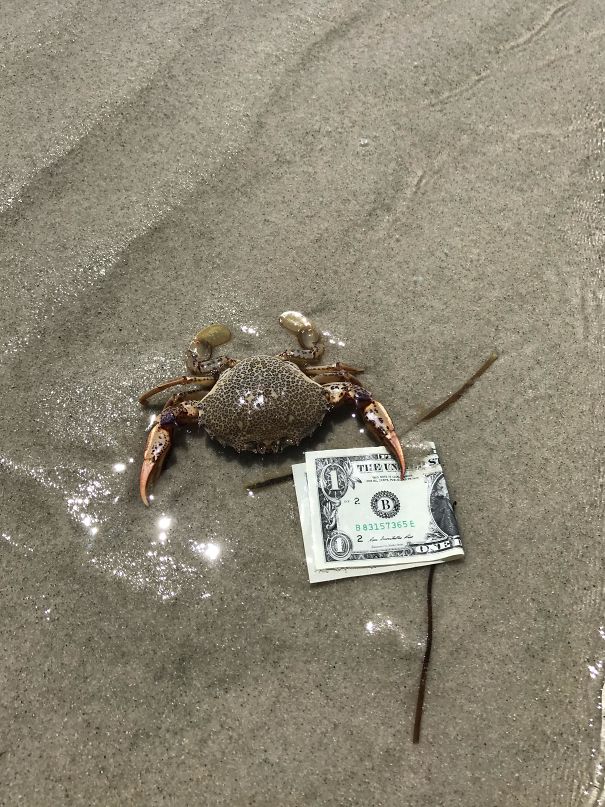 Mr. Crab
