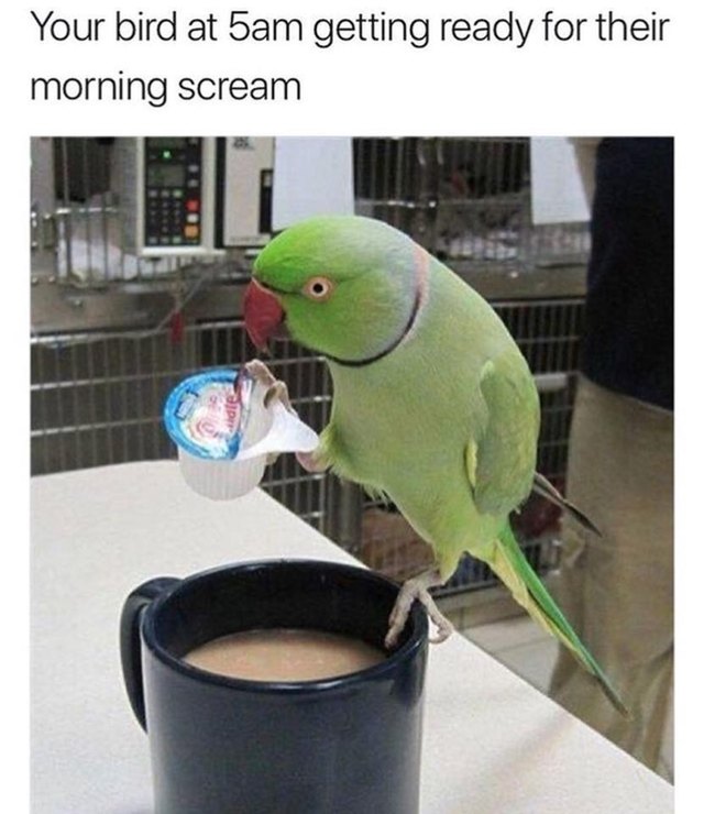 Bird pouring creamer into a cup of coffee.