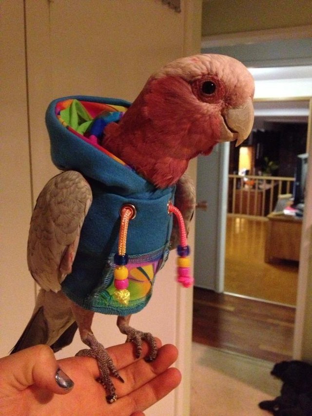 Parrot wearing a hooded sweatshirt.