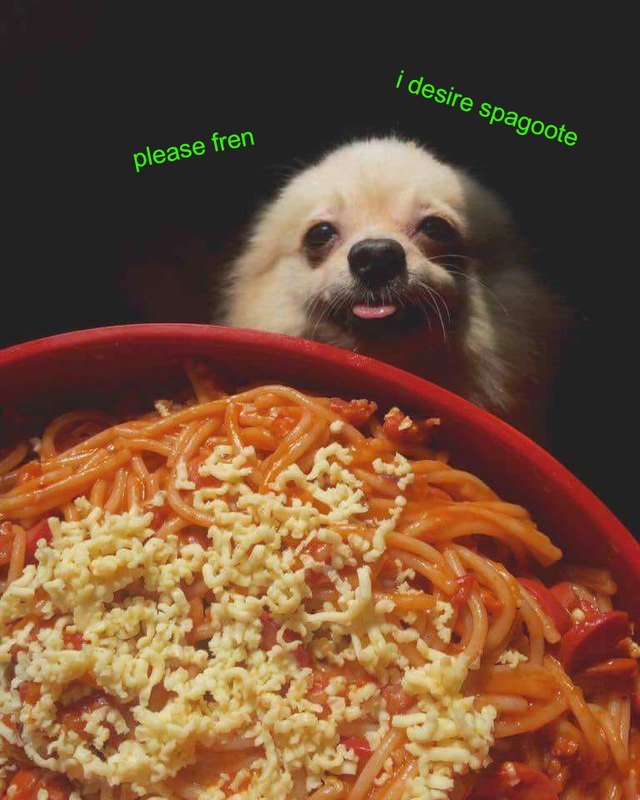 Dog looking at bowl of pasta.