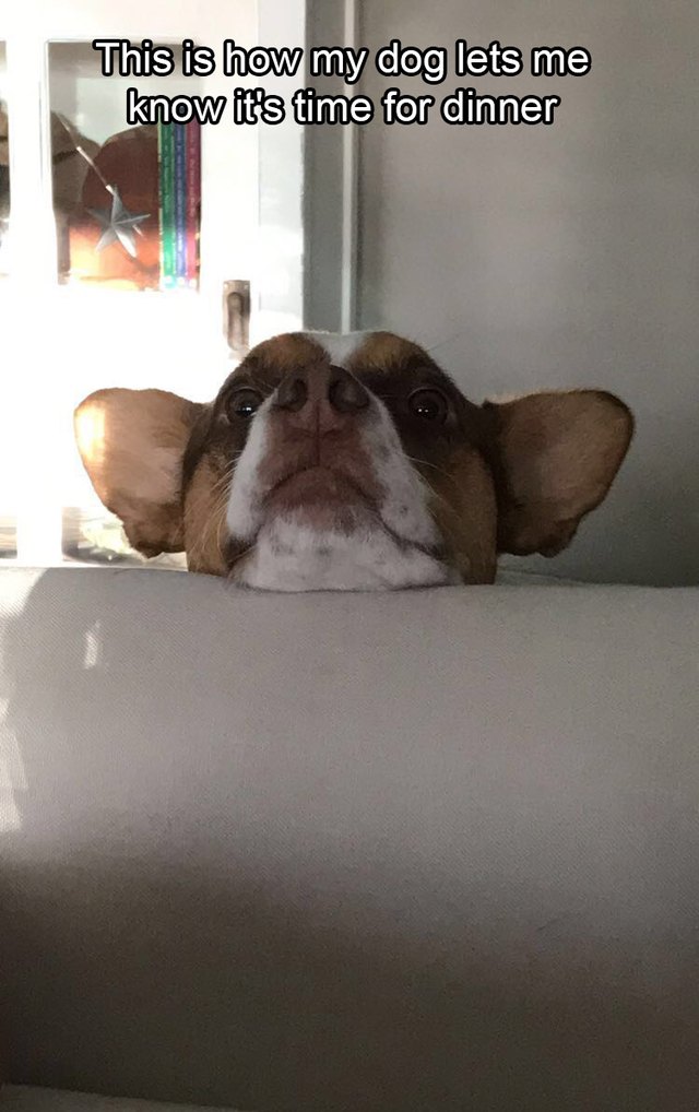 Dog resting its chin on back of couch