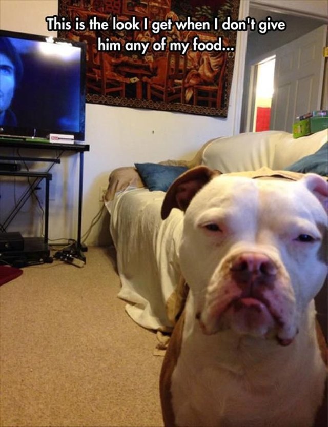 Dog looking grumpy because it didn