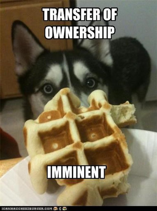 Dog staring intently at waffle.