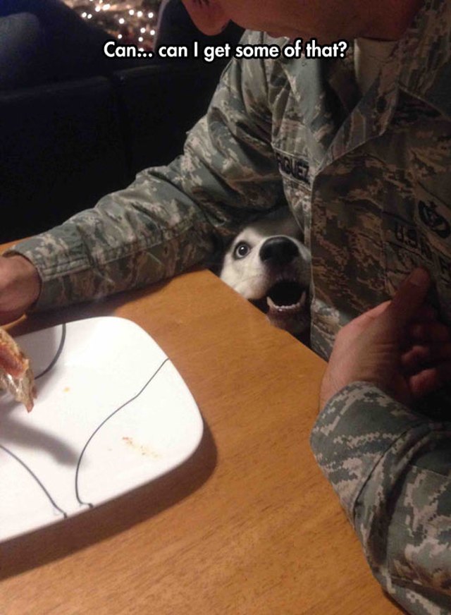 Dog tucked underneath arm of human seated at table