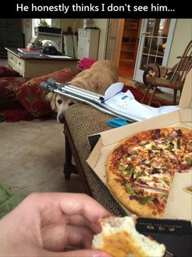 Clearly visible dog trying to hide while watching photographer eat pizza