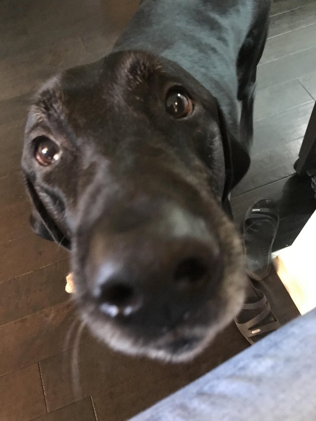 Dog gazing up at photographer.