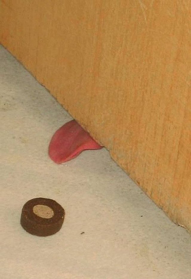 Dog tongue under door trying to lick treat