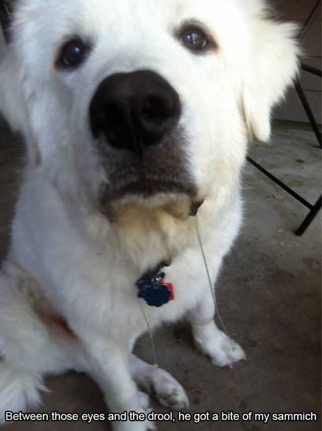 Dog begging and drooling