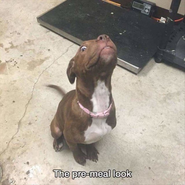 Excited looking pit bull with extremely waggy tail