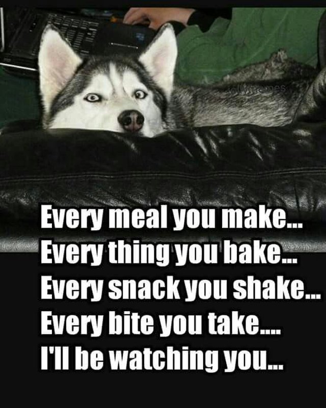 Husky looking over back of sofa.