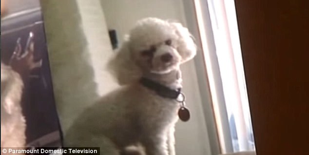 The defendant claims that she bought the dog on the street