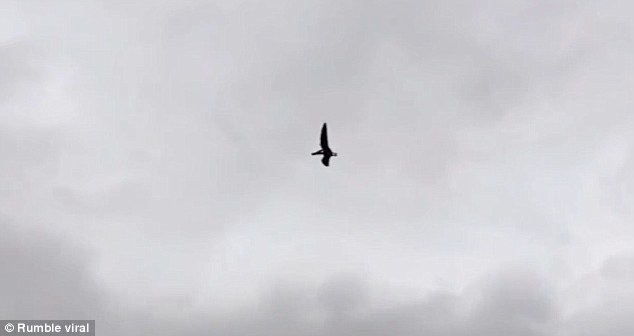 The bird-like creature was captured by an amateur filmmaker flying in the sky over Boise, Ohio