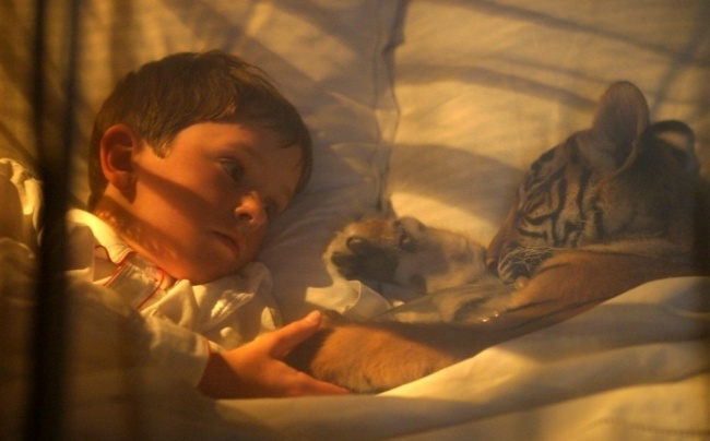 15 Conmovedoras películas para aquellos que aman a los animales