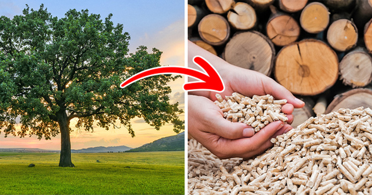 9 Mitos sobre la ecología que venimos creyendo desde la escuela