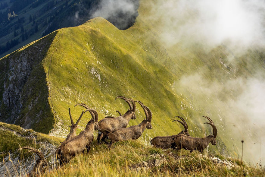 Honorable Mention, Nature: 'King Of The Alps' By Jonas Schäfer Honorable Mention, Nature:
