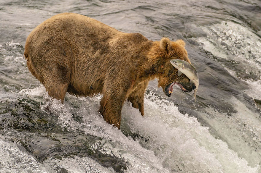 People's Choice, Nature: 'Practice Makes Perfect' By Taylor Albright People