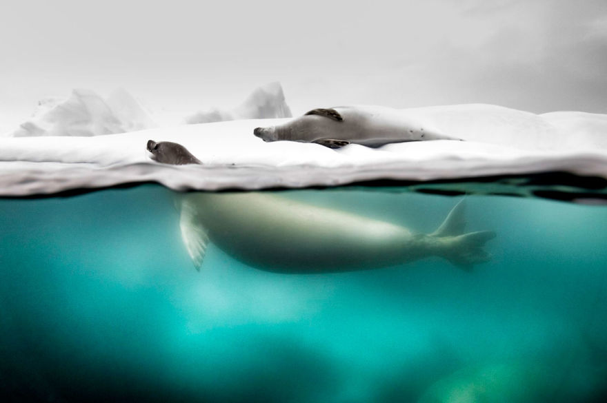 People's Choice, Nature: 'Split Shot Taken Of Crabeater Seals' By Rita Kluge People