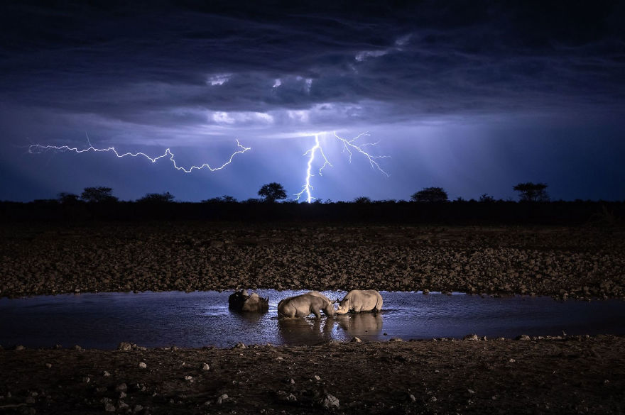 People's Choice, Nature: 'Wildlife Under Lightning' By Kelvin Yuen People