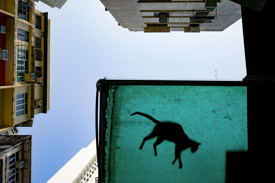 People's Choice, Cities: 'Cat In The City Sky' By Jonas Chan People