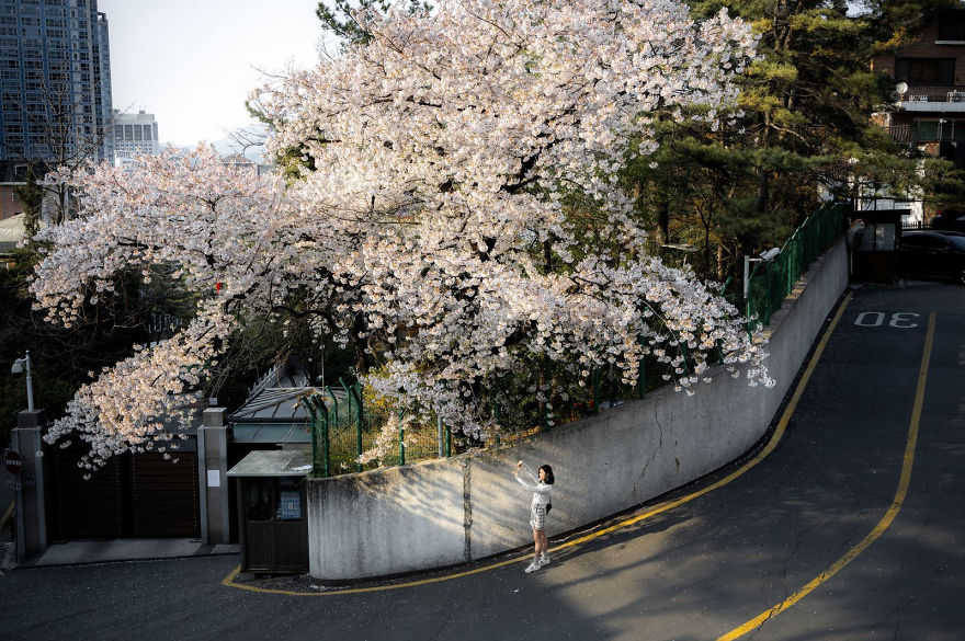 People's Choice, People: 'Cherry Blossoms In The Concrete' By Lester Lau People