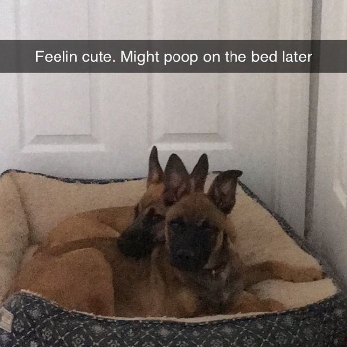 Funny-Feeling-Cute-Challenge