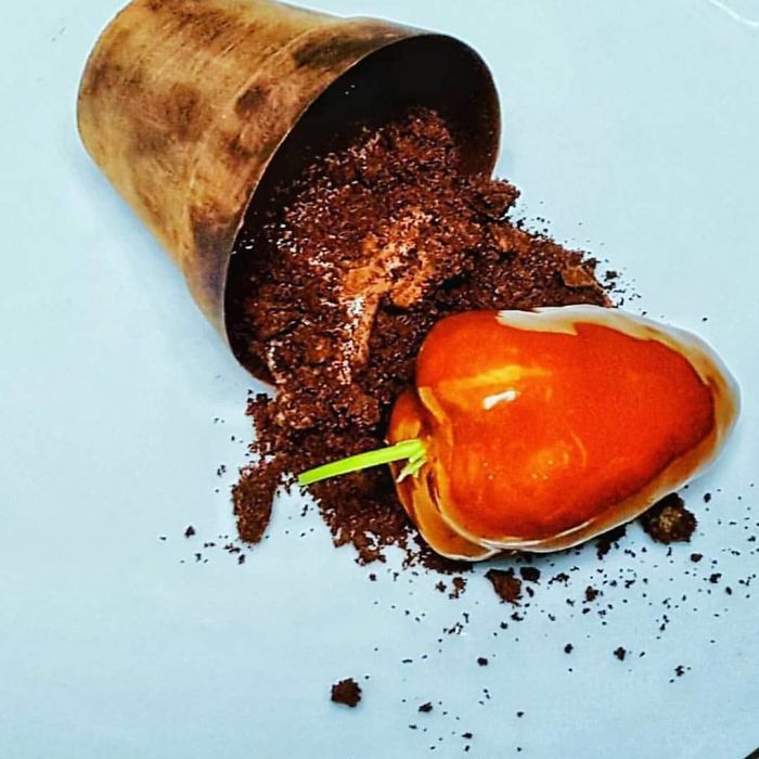 Scotch Bonnet Infused Brownie, Chocolate Mousse, Chocolate Plantpot Scotch Bonnet Infused Brownie, Chocolate Mousse, Chocolate Plantpot