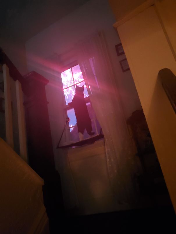 Meanwhile In USA, While Dogs Nationwide Are Hiding Under Beds