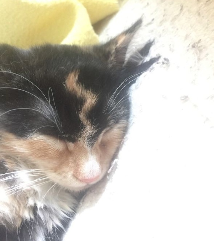 21 Animal Photos That Prove Nature Is a Color Guru