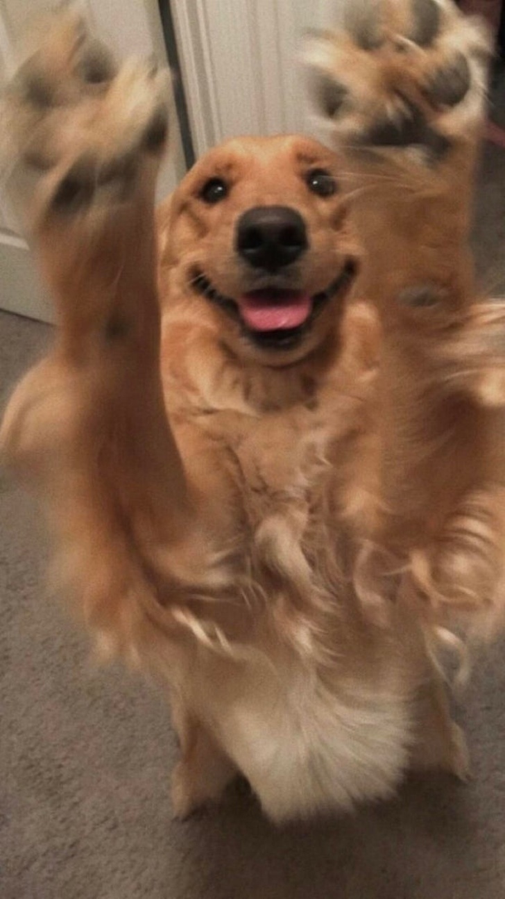 22 Devoted Animals Who’ll Never Run Out of Love