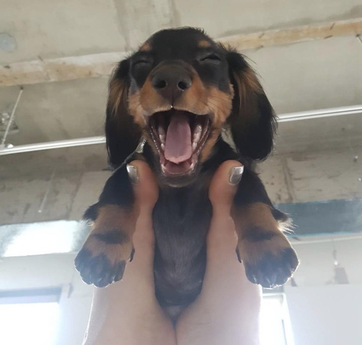 22 Devoted Animals Who’ll Never Run Out of Love