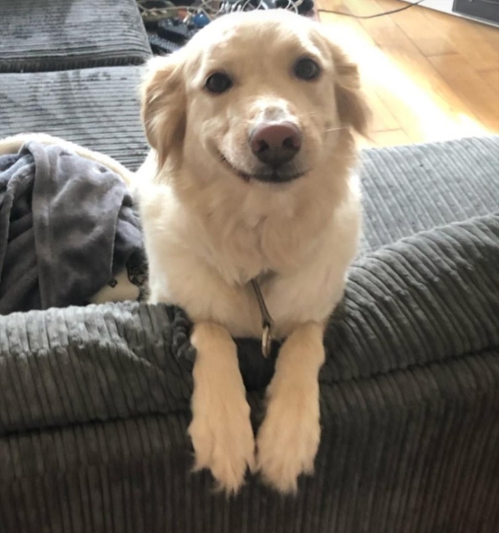 22 Devoted Animals Who’ll Never Run Out of Love