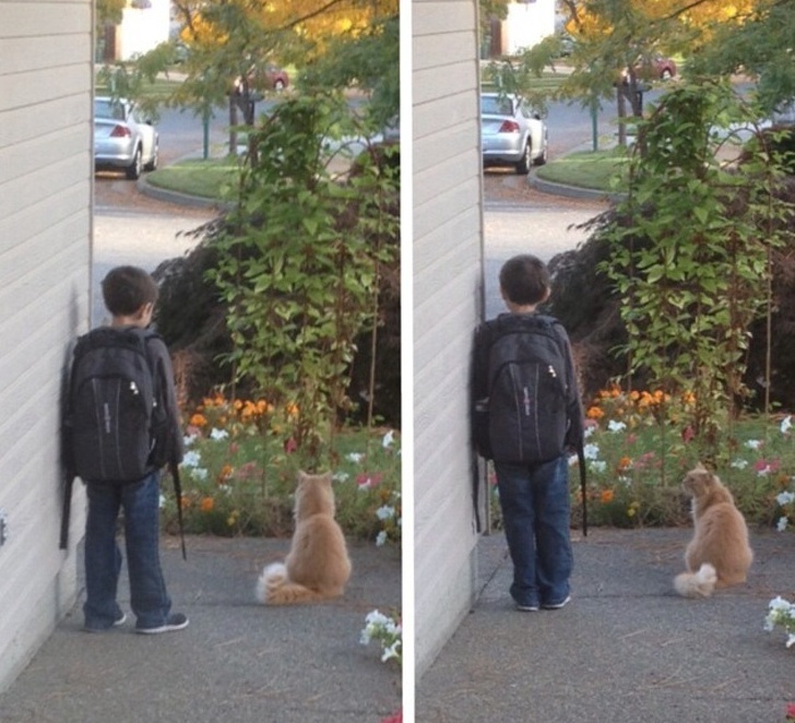 22 Devoted Animals Who’ll Never Run Out of Love